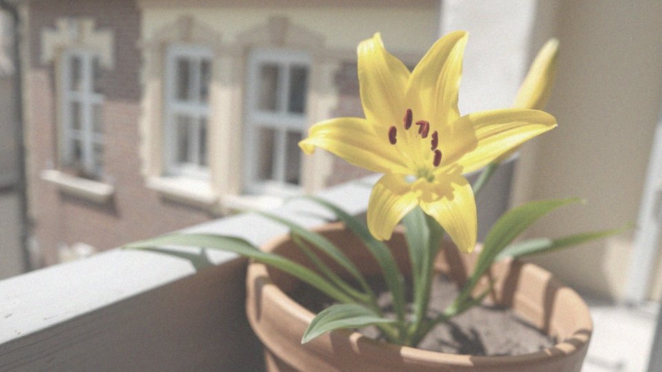 Jakie odmiany lilii azjatyckich odpowiednie do uprawy w doniczkach?