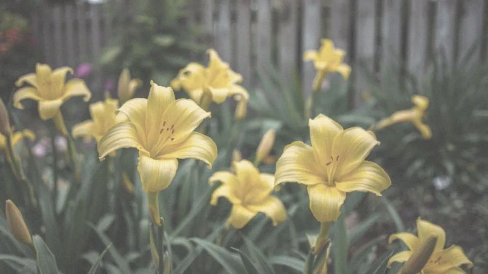 Jakie są zalety uprawy liliowców w ogrodzie?