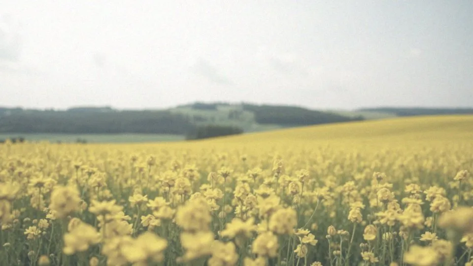 Jaka pogoda w maju? Prognoza i średnie temperatury w Polsce