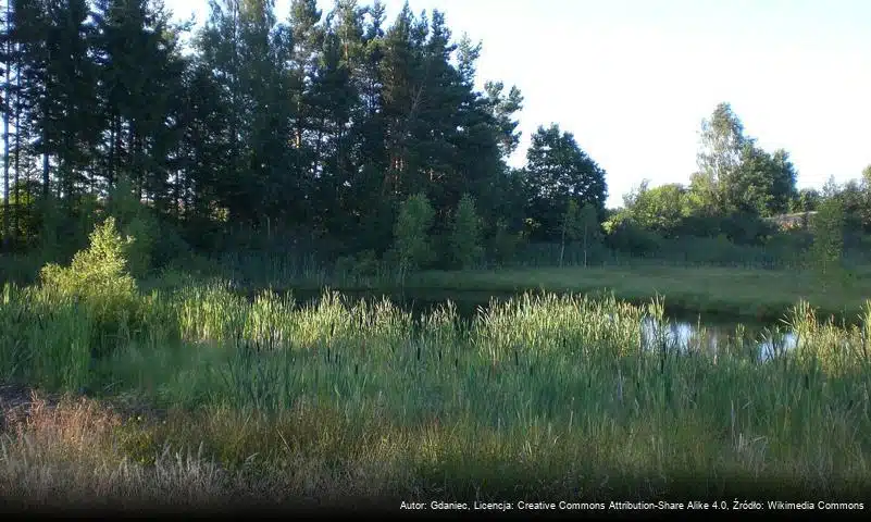 Nadleśnictwo Kartuzy