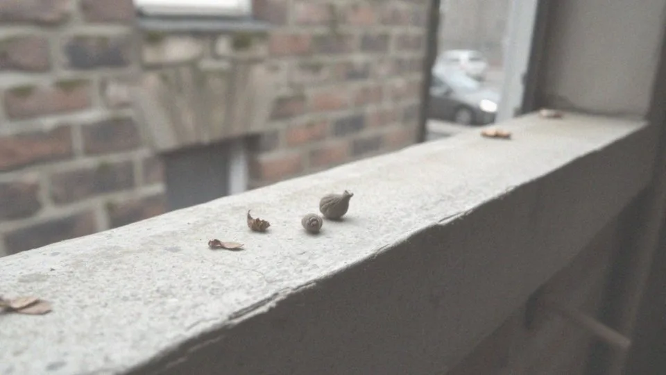 Odchody gołębi a sanepid – zagrożenia i profilaktyka zdrowotna